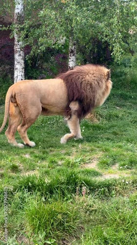 Le lion