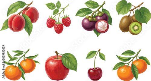 Fresh fruit illustration set with peach raspberry mangosteen kiwi orange apple and cherry on white background