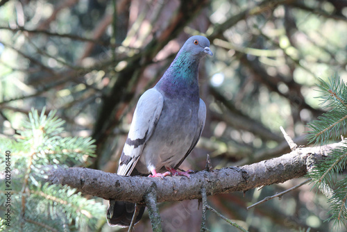 a turtledove rests on a branch in the wild thicket