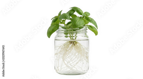 Green plant growing in a glass jar with water