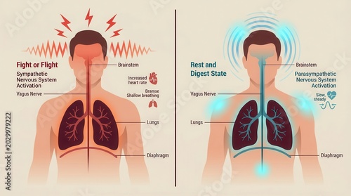An illustration comparing fight or flight response versus rest and digest response showing vagus nerve activation.