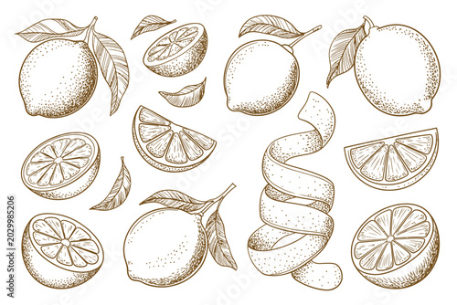 Fotografía Lemon citrus line icon vector set illustration with hand drawn outline whole fru