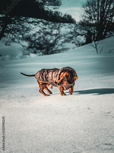 tiger in snow