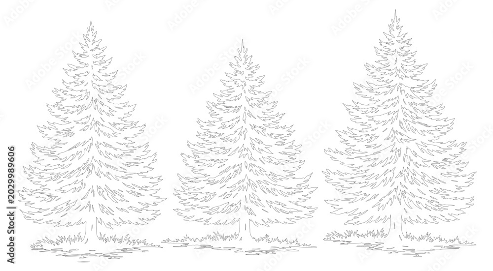 Obraz premium Minimalist pine tree line art vector, hand drawn evergreen forest sketch, black and white coniferous spruce trees for winter holiday design