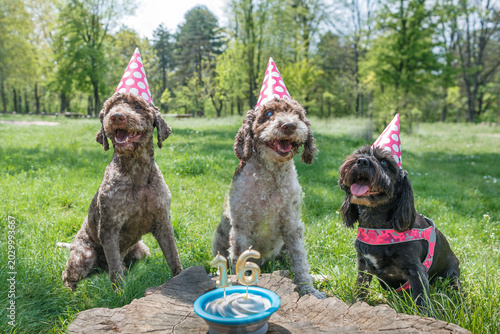 Old dog celebrates 16th birthday with a cake and two other dogs wearing hats