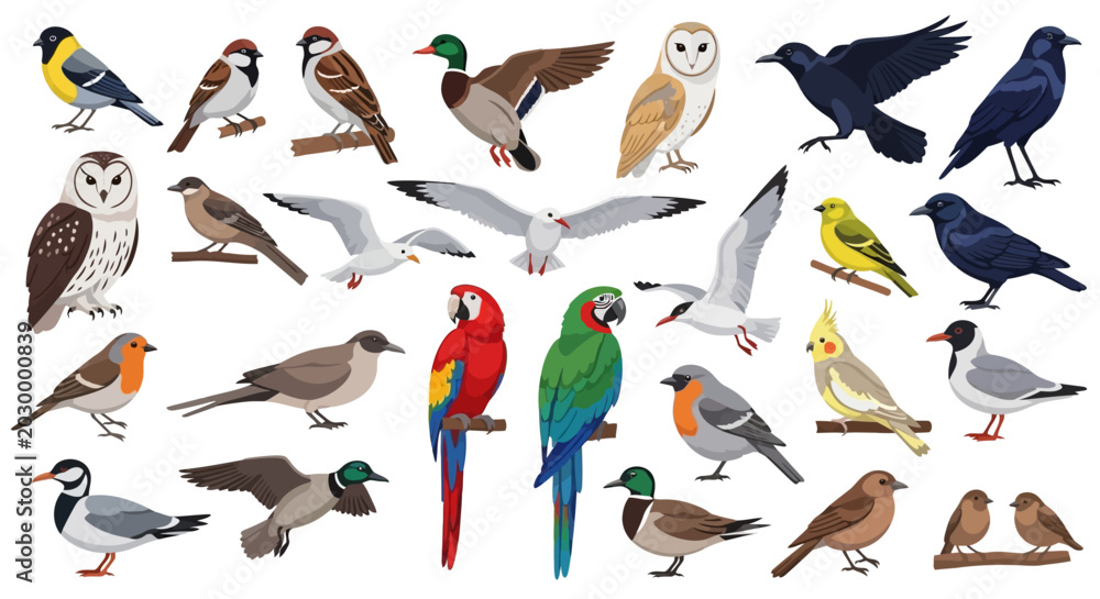 Fototapeta premium A vibrant collection of diverse bird species showcasing their unique colors and forms, perfect for nature and wildlife enthusiasts