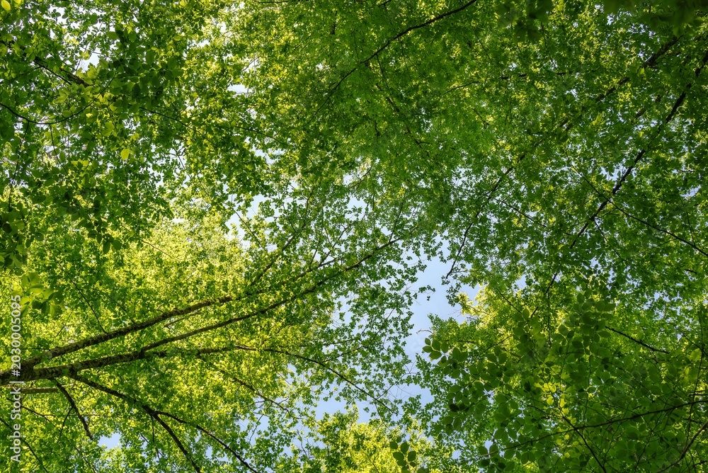 Fototapeta premium Low angle view of lush green tree canopy against blue sky