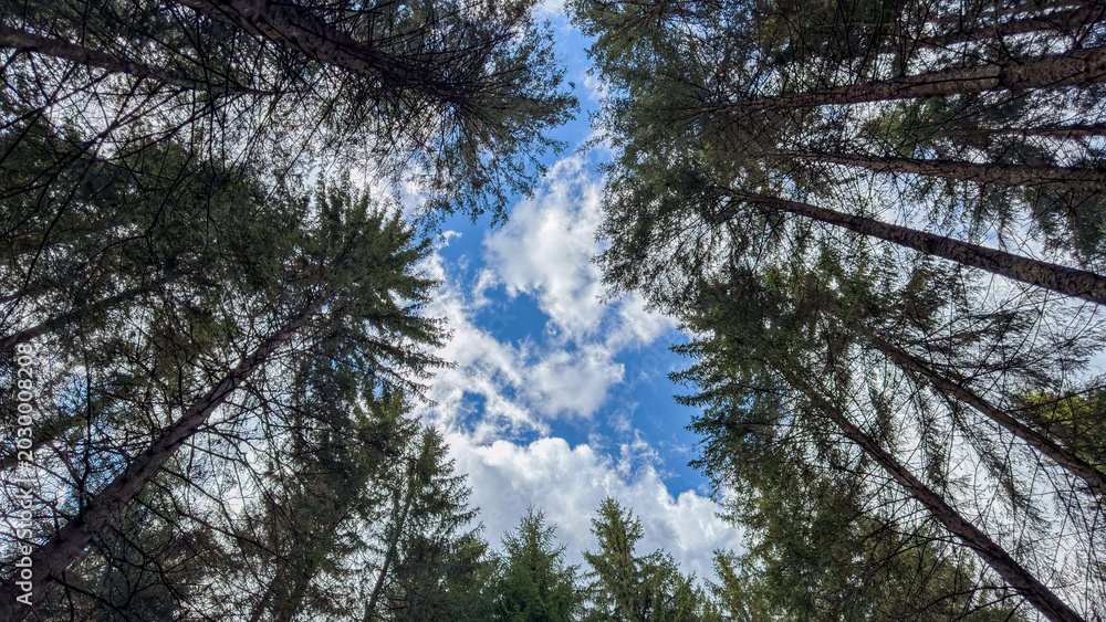 Fototapeta premium Looking up through tall trees at a bright blue sky with white clouds