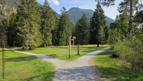 Weggabelung im Wald