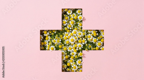 Medical cross symbol formed by fresh chamomile flowers on soft pink background. Alternative medicine, organic healthcare and natural pharmacy concept. Herbal remedy and wellness industry.