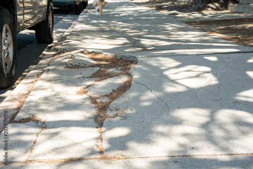 Obraz na płótnie Damaged concrete sidewalk with cracks and debris under dappled sunlight