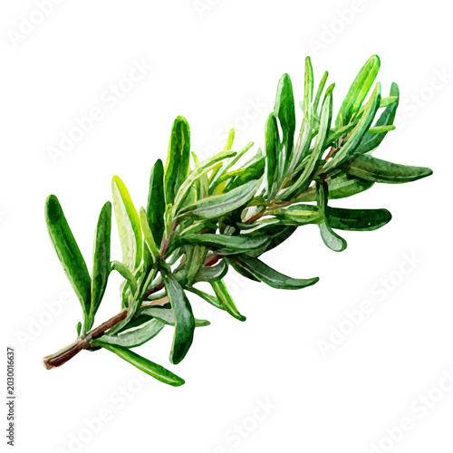 Foto Rosemary watercolor vector illustration, high-quality artwork isolated on a pure white background