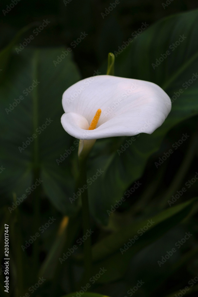 Fototapeta premium Elegant white calla lily flower blooming on a dark moody background