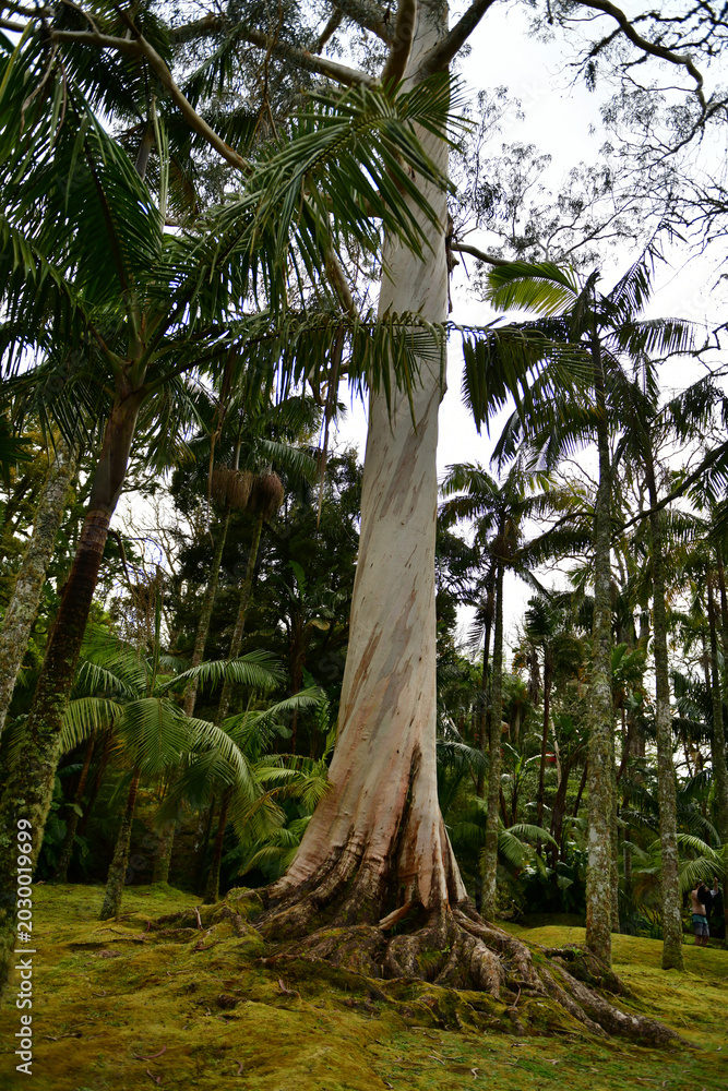 Fototapeta premium Eucalyptus Grandis in Azores
