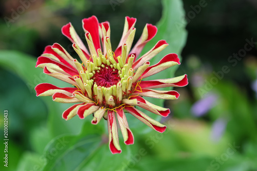 фотографія Close-up of a stunning red and yellow zinnia flower blooming in a garden