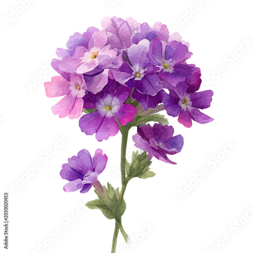 Stylized watercolor Verbena Flower vector, modern artistic illustration with high-quality details on a pure white background.