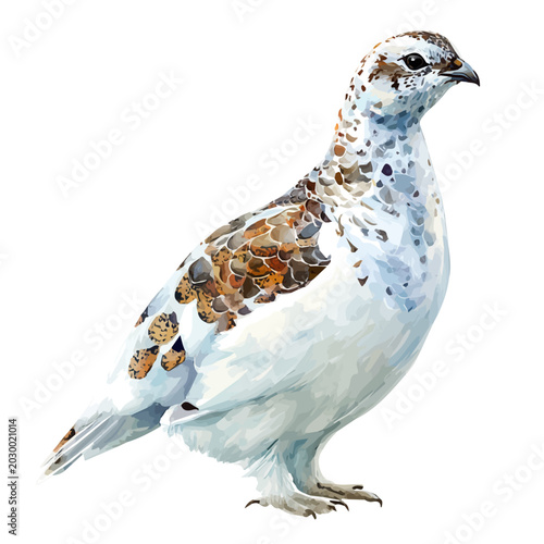 Photos Stylized watercolor Ptarmigan vector, modern artistic illustration with high-quality details on a pure white background