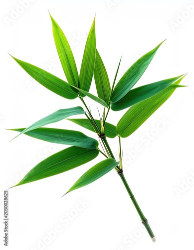 Fresh green bamboo leaves branch, isolated on white background, delicate