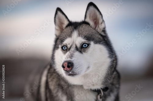 Obraz na płótnie A captivating close-up of a Siberian Husky's face, highlighting its striking blue eyes and distinctive gray and white fur, posing regally on a blurry snowy background, radiating grace and tranquility