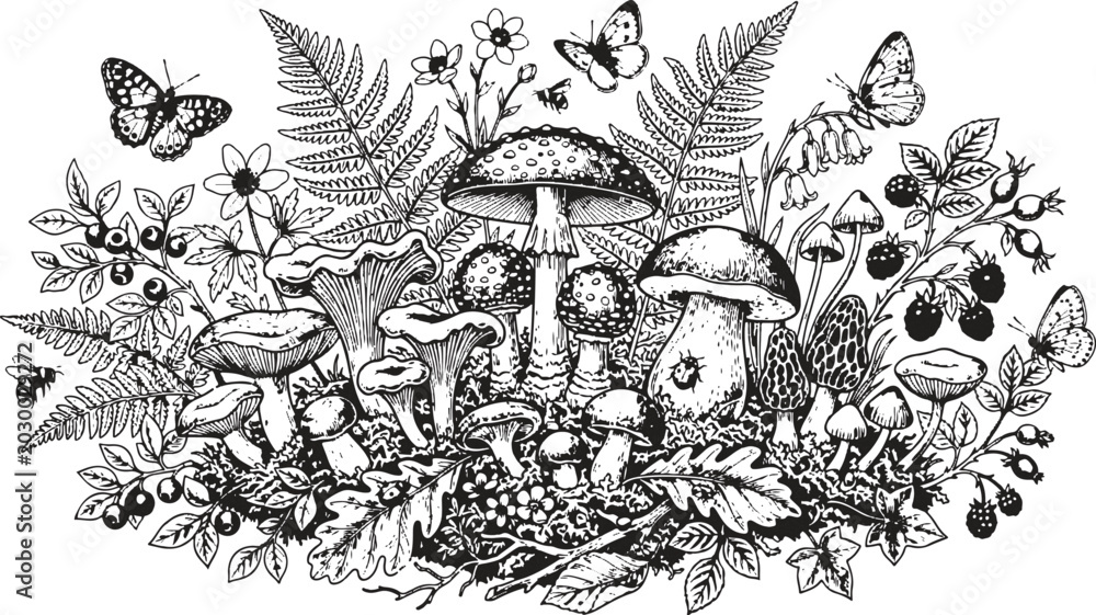 Obraz premium Vintage mushroom and forest plants vector illustration, black and white engraved wild mushrooms, ferns, berries and butterflies hand drawn sketch