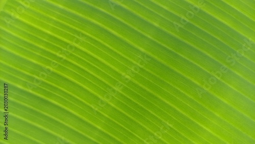 Fotografía Green banana leaf texture background