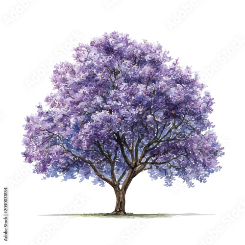 Quadro em tela Paulownia Tree watercolor vector illustration, high-quality artwork isolated on a pure white background