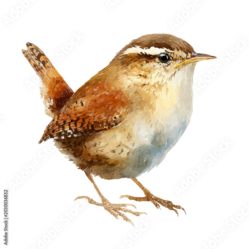 Tableau sur toile Wren watercolor vector illustration, high-quality artwork isolated on a pure white background