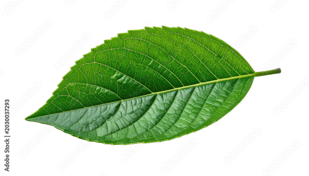 Obraz premium A vibrant green leaf with intricate vein patterns against a stark black background.