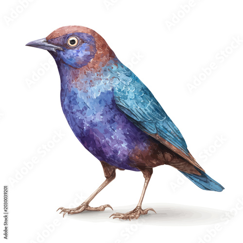 Tableau sur toile Bowerbird watercolor vector, hand-painted style, high-quality illustration isolated on white background