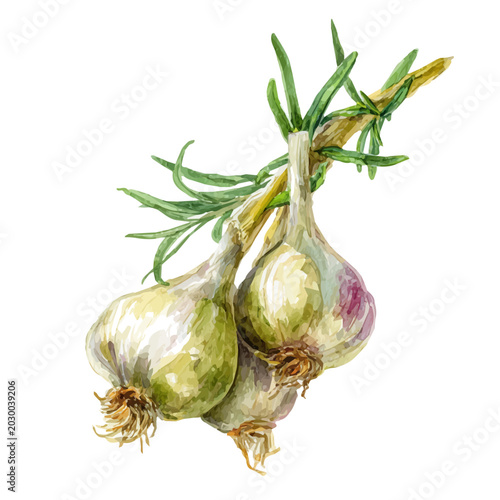 Photos Savory watercolor vector illustration, high-quality artwork isolated on a pure white background