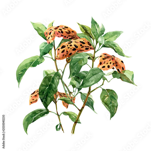 Tablou pe pânză Leopard Plant watercolor artwork, high-quality professional vector illustration isolated on a white background