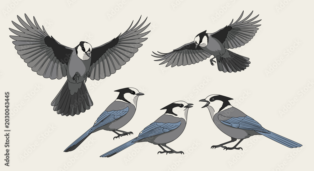 Obraz premium Set of blue and grey birds, possibly jays or titmice, in various active poses including flying, sitting, and calling to each other.