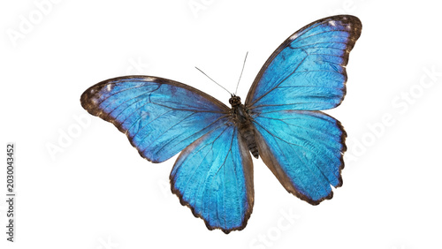 Photos Blue morpho butterfly with open wings showing iridescent texture and patterns isolated on transparent background