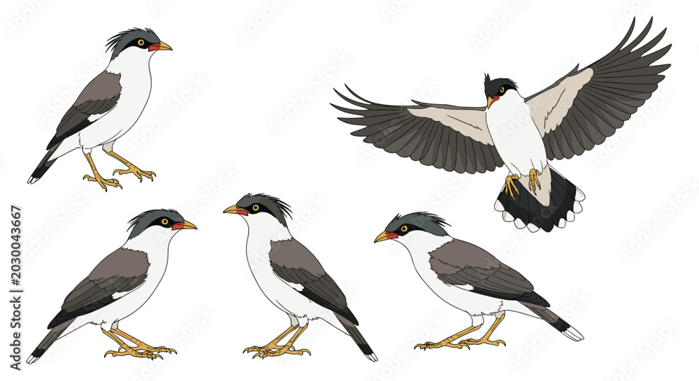 Obraz premium Several grey and white birds with black crests, likely lapwings, are shown in various standing and flying positions on a white background.