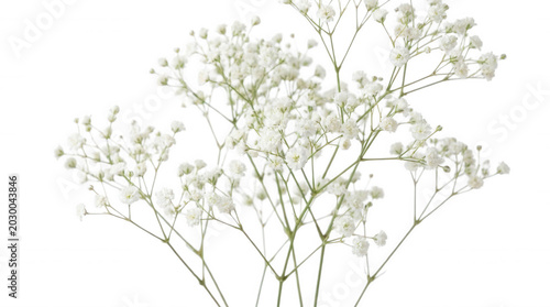 Foto Delicate white baby's breath flowers in soft natural light with delicate detail