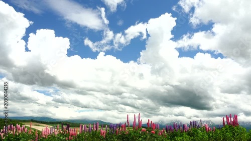 ルピナス咲く丘と夏雲