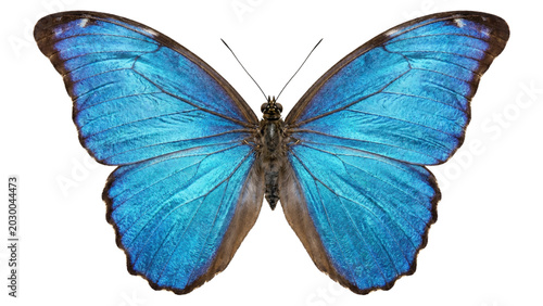 Photography Symmetrical blue butterfly top view showing detailed wing veins and body isolated on transparent background png