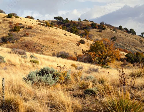Golden autumn grasses and scrub brush on a rolling, sun-drenched hillside under a cloudy sky
