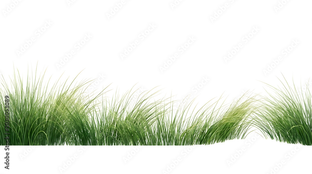 Obraz premium Green grass border with wavy blades on transparent background