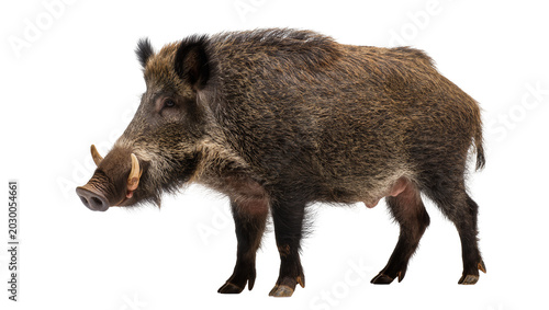 Cuadro en lienzo Wild boar with tusks full body profile, isolated on transparent background