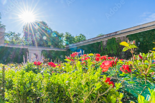 Tableau sur toile Sonnenschein in historischem Rosengarten