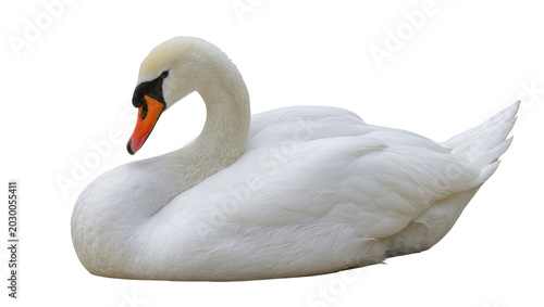 Foto Graceful white swan with orange beak, resting serenely isolated on transparent b