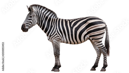 Bild auf Leinwand Striped zebra standing profile view, isolated on transparent background