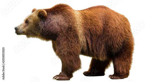 Εκτύπωση καμβά Brown grizzly bear standing profile view, isolated on transparent background