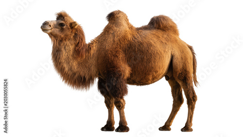 Foto Brown Bactrian camel with two humps, isolated on transparent background
