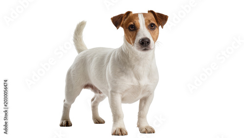 Foto Small white and brown Jack Russell Terrier dog standing, isolated on transparent