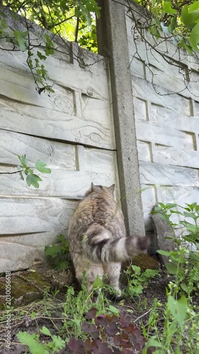 The cat nimbly jumps onto the fence, vertical video.