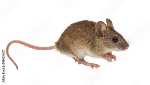 Foto Small brown mouse with long tail, isolated on transparent background