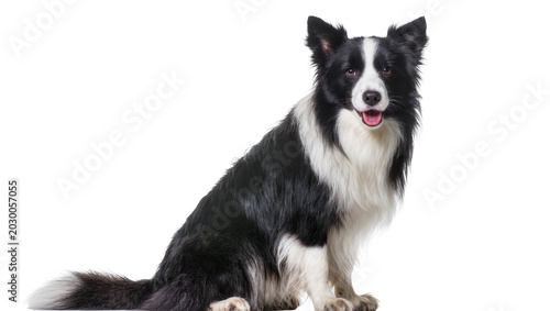 Bild auf Leinwand Black and white Border Collie dog sitting attentively, isolated on transparent b