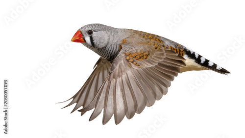 Φωτογραφία Zebra finch bird in flight detailed feathers, isolated on transparent background